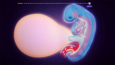 Early Development of a Human Embryo