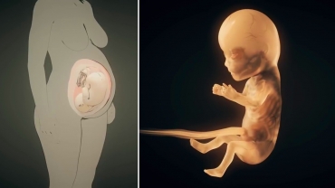 How a Small Miracle is Born: From Fertilization Over Pregnancy to Birth