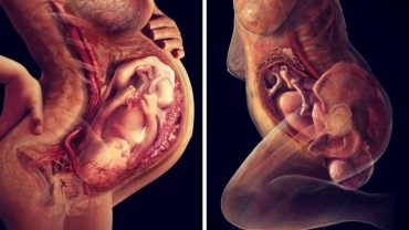 A Baby's Journey from Conception to Birth