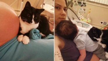 Cat Kept Baby Safe for 9 Months Inside the Belly