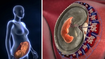 Different Stages of Embryo and Fevelopment of Organs