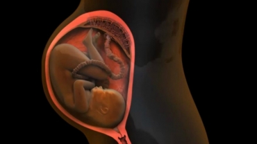 Fetal Development in Third Trimester of Pregnancy