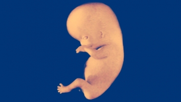 How an Embryo Develops and Changes in the Early Weeks of Pregnancy?