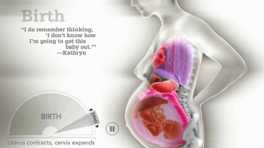 How A Woman's Organs Move Around During Pregnancy?
