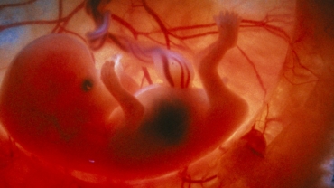 Inside the Womb: Miniature Humans
