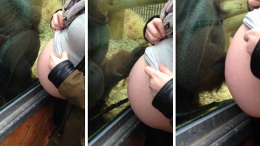 Orangutan Kisses a Pregnant Woman's Belly