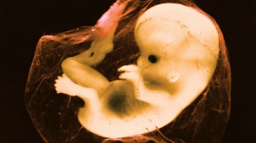 The Magical Transformation of Embryo Fetus Inside the Womb
