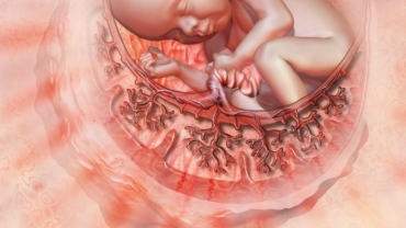 Placenta: Its Development and Function
