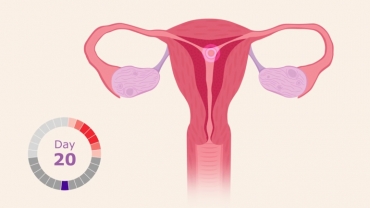 What Happens During Your Menstrual Cycle?
