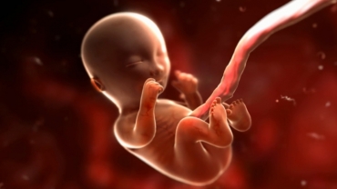 Your Pregnancy: Fetal Development Weeks 10 to 14