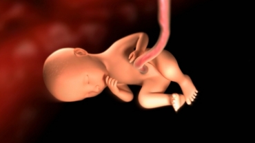 Your Pregnancy: Fetal Development Weeks 20 to 24
