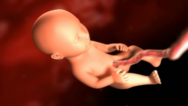 Your Pregnancy: Fetal Development Weeks 25 to 29