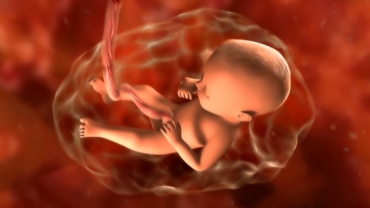 Your Pregnancy: Fetal Development Weeks 30 to 34