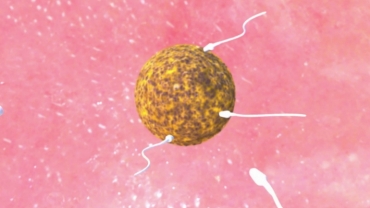 Your Pregnancy Weeks 1 to 3: How Sperm Meets Egg?
