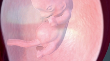 Your Pregnancy Weeks 4 to 8: An Embryo Forms