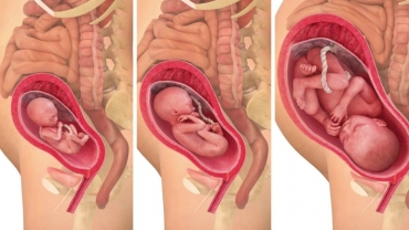 Your Unborn Baby's Development - Week By Week
