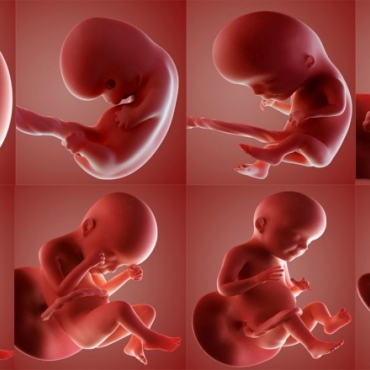 Fetal Development Month by Month: How Your Unborn Baby Develops?