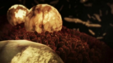 Parasite Attack During Pregnancy