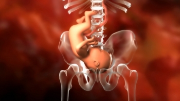 Your Pregnancy: Fetal Development Weeks 35 to 40