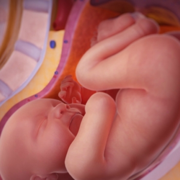 Life Before Birth: What Your Baby's Up to in the Womb?
