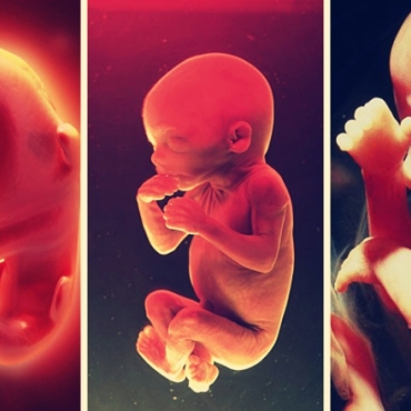 Stages of Baby Growth During Pregnancy