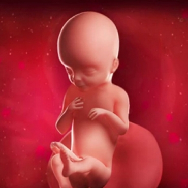 What is Happening at 20 Weeks Pregnant?