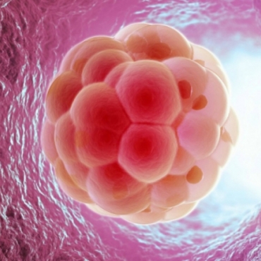 What is Happening at 3 Weeks Pregnant?