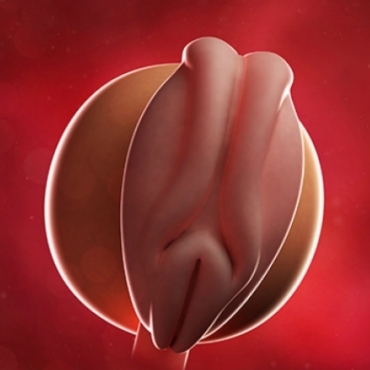 What is Happening at 4 Weeks Pregnant?