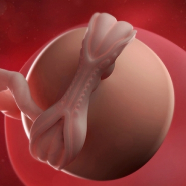 What is Happening at 5 Weeks Pregnant?