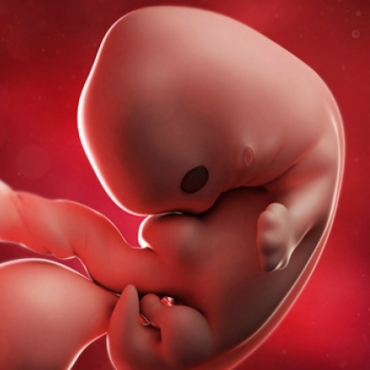 What is Happening at 7 Weeks Pregnant?